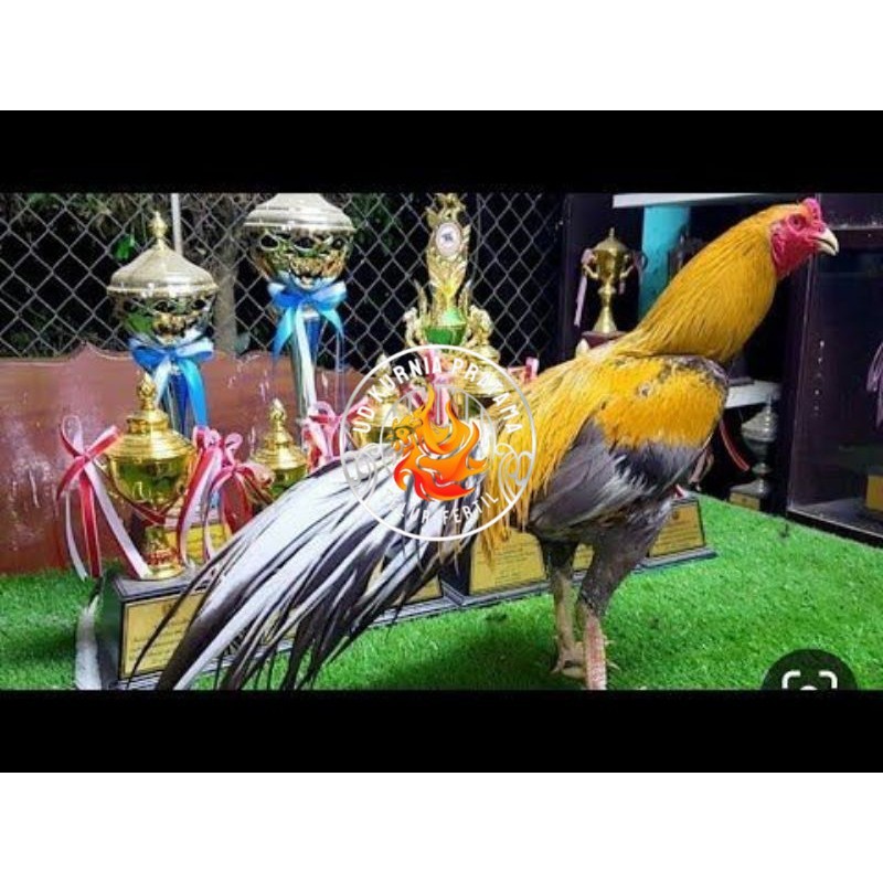 

PAKET 3 BUAH TELUR AYAM BANGKOK EKOR LIDI (FRESH) UD KURNIA PRATAMA