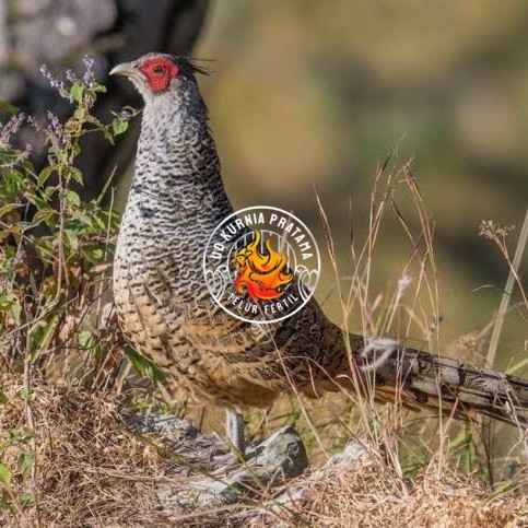 

Telur ayan hias ringneck cheer pheasant fertil siap ditetaskan UD KURNIA PRATAMA
