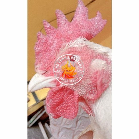 

Telur ayam hias bangkok albino mata merah fertil asli siap ditetaskan - ayam albino UD KURNIA PRATAMA