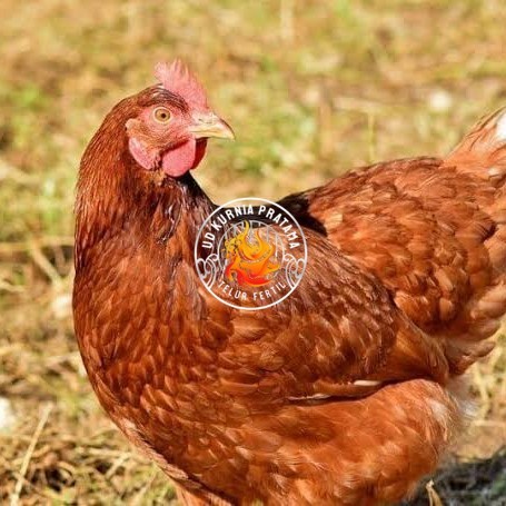 

Telur ayam rodhe island / telur ayam hias / telur fertil siap tetas UD KURNIA PRATAMA