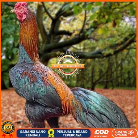 

Telur Ayam Pakhoy Trah Maneedaeng Vertil Siap Di Tetaskan Jaminan Super Oiginal Bergaransi CV GLAMOUR ID