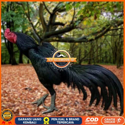 

Telur Ayam Pakhoy Brakot Vertil Siap Di Tetaskan Jaminan Super Oiginal Bergaransi CV GLAMOUR ID