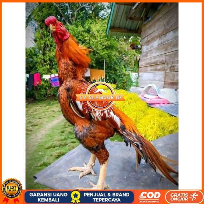 

TELUR ASEL PUKUL LARI INDUK JUARA.. PROMO original berkualitas CV GLAMOUR ID