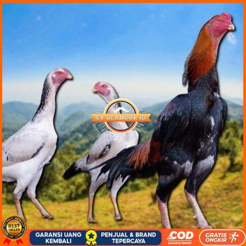 

telur fertil ayam shamo japan CV GLAMOUR ID
