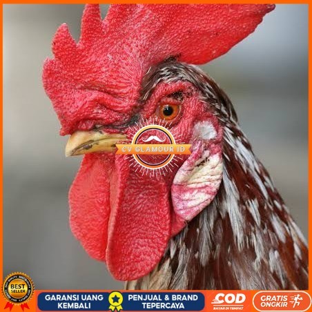 

Telur ayam albino mata merah / telur ayam hias fertil siap tetas CV GLAMOUR ID