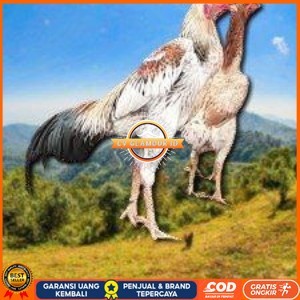 

telur tetas ayam shamo super big CV GLAMOUR ID