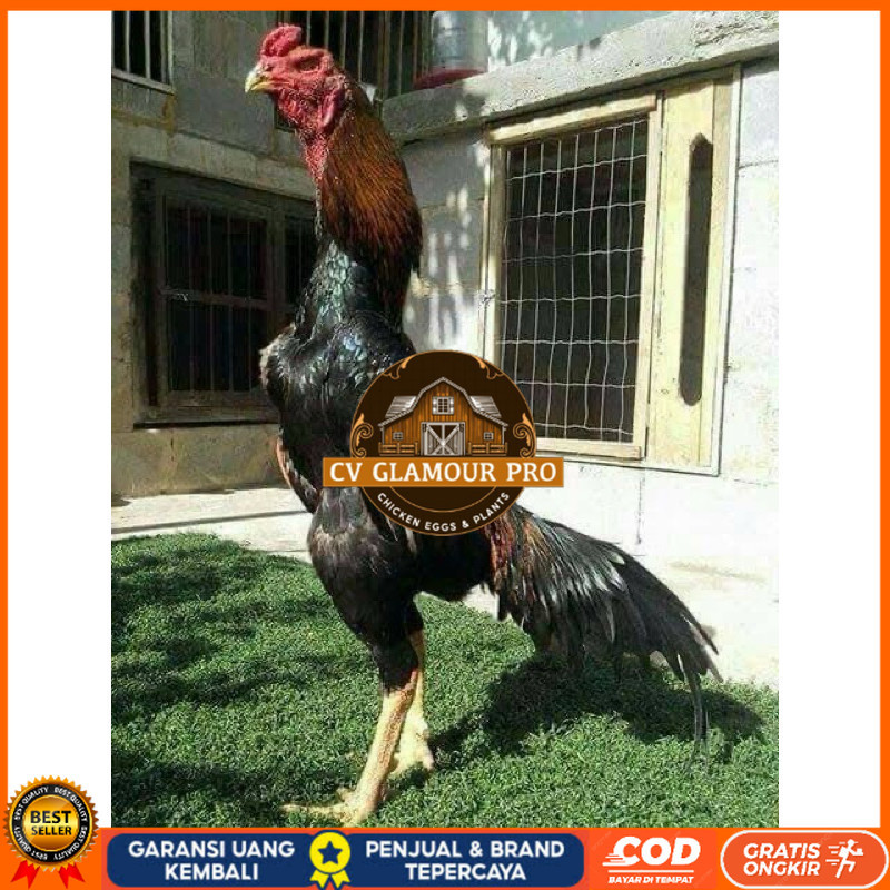 

TELUR FERTIL AYAM SHAMO JEPANG UNTUK DI TETASKAN CV GLAMOUR PRO