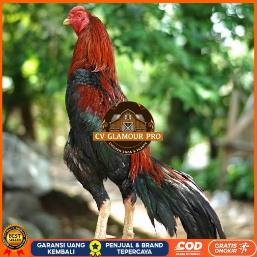 

Telur ayam bangkok pakhoy petarung aduan fertil siap ditetaskan CV GLAMOUR PRO