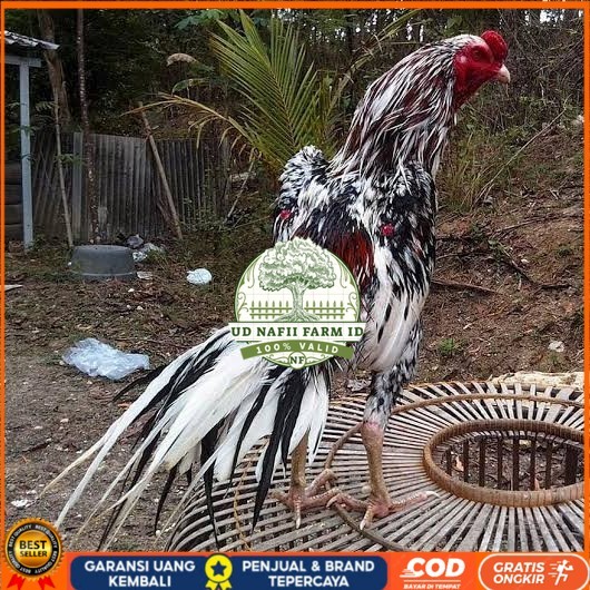 

Telur ayam bangkok ekor lidi / telur ayam hias fertil siap cod UD NAFII FARM ID