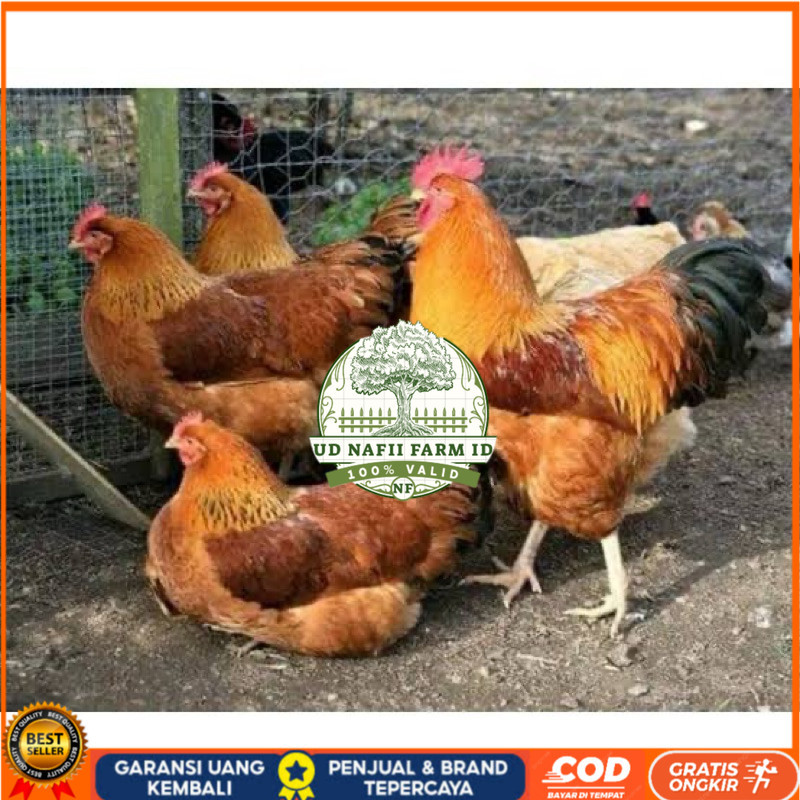 

TELUR FERTIL AYAM MERAWANG MULTIGUNA INDUKAN TERSELEKSI UNTUK DI TETASKAN UD NAFII FARM ID