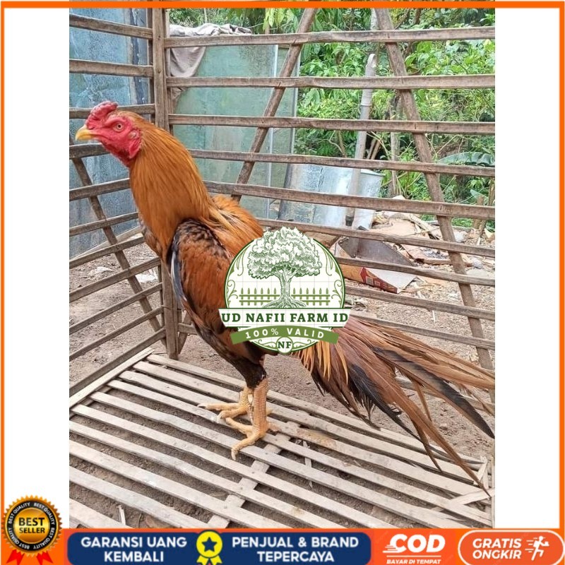 

(10 butir) Telur Ayam Ekor Lidi Untuk Di tetaskan UD NAFII FARM ID Siap tetas