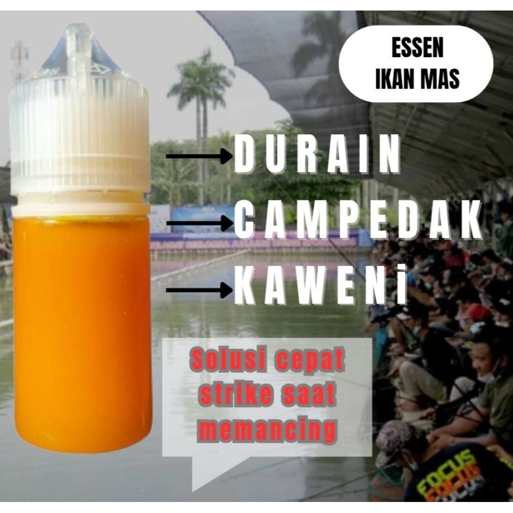 essen oplosan ikan mas essen ikan mas babon essen ikan mas harian lomba essen ikan mas paling ampuh 