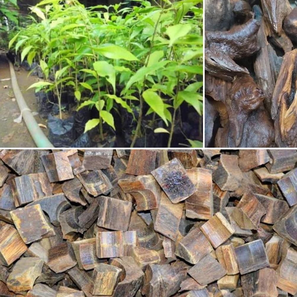 BIBIT POHON KAYU GAHARU ASLI SUPER UNGGUL