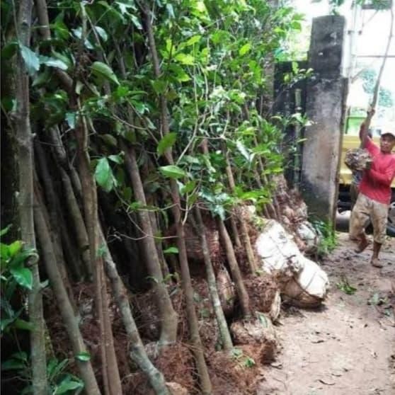 Pohon tanjung - pohon pelindung tinggi 3 meter
