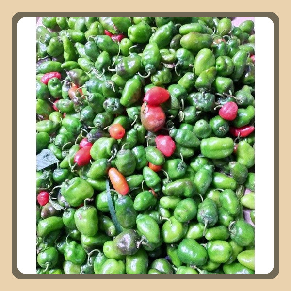 

cabai gendot asli dieng ( PROMO HARGA TERMURAH) berat 1 kg