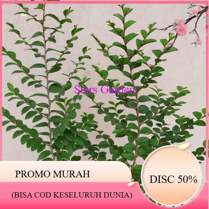 (PROMO BESAR) MURAH Tanaman Bidara Arab Asli Pohon Bidara Arab 35-40cm / Tanaman banyak manfaat
