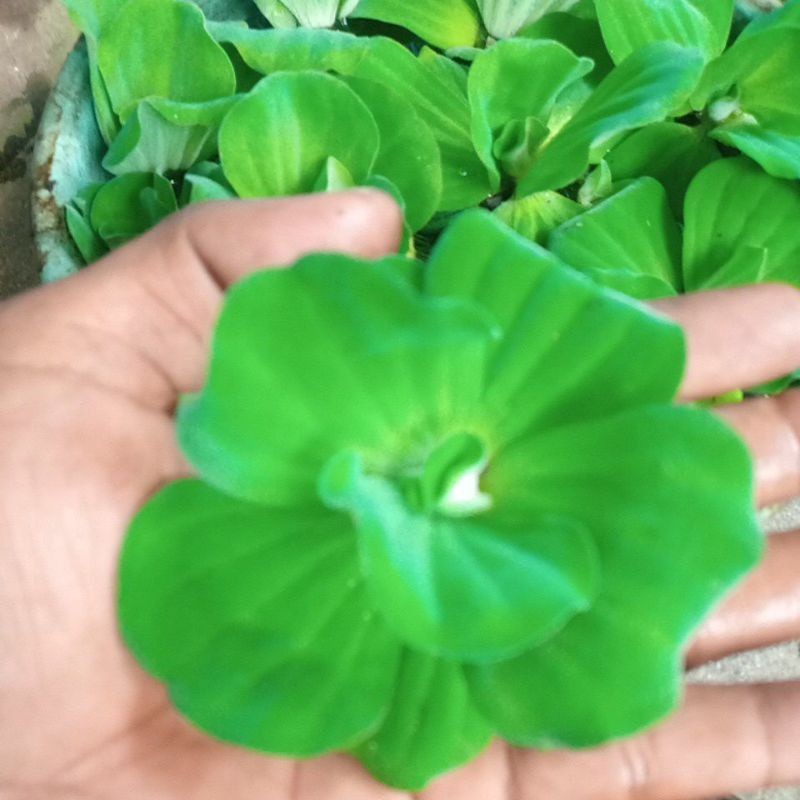 [COD] tanaman air apu apu mawar