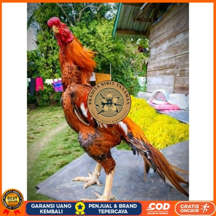 

TELUR ASEL PUKUL LARI INDUK JUARA.. PROMO original berkualitas PRADITA BIBIT TANAMAN