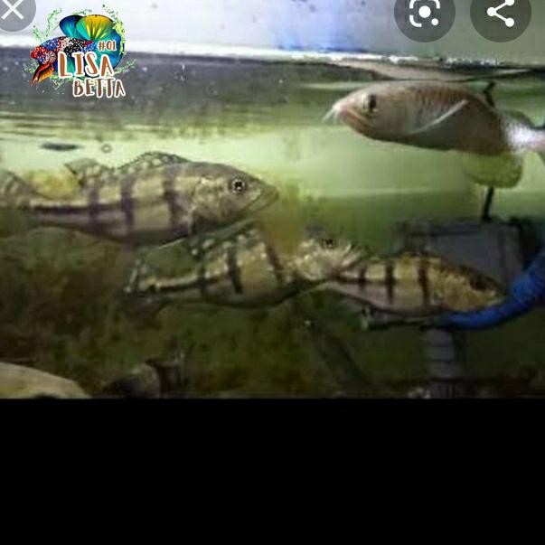 pbas peacock bass azul 7-8cm