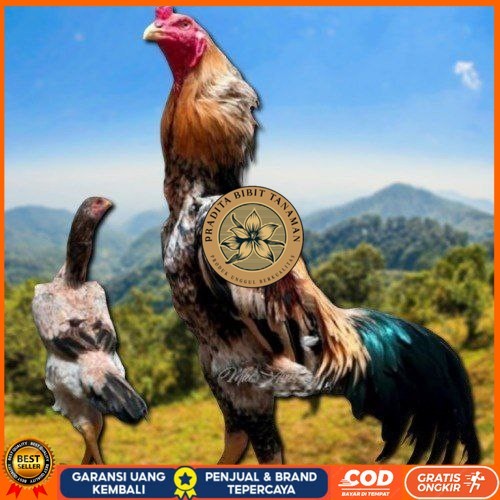 

telur tetas ayam shamo aduan PRADITA BIBIT TANAMAN