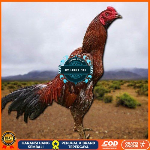 

PAMA NINJA TELUR FRESH PROMO FERTIL berkualitas unggul CV LIGHT PRO