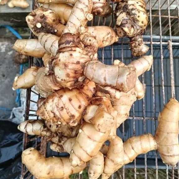 

CURCUMA ZEDORA. TEMU PUTIH PRES SEGAR PILIHAN UNTUK KESEHATAN 1KG