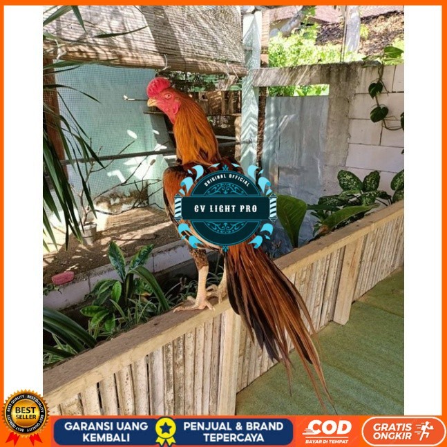 

TELUR AYAM BANGKOK EKOR LIDI UNTUK DI TETASKAN CV LIGHT PRO