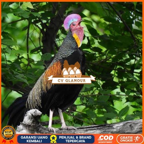 

Telur ayam hutan x jawa / telur ayam hias / telur fertil siap cod CV GLAMOUR