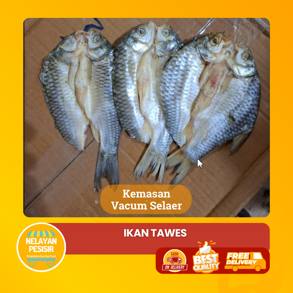 

Ikan Asin Tawes Belah Kering Siap Goreng Tanpa Pengawet Kualitas Premium
