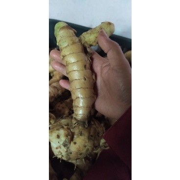 

temu mangga jumbo (Curcuma amada) 1kg ready .