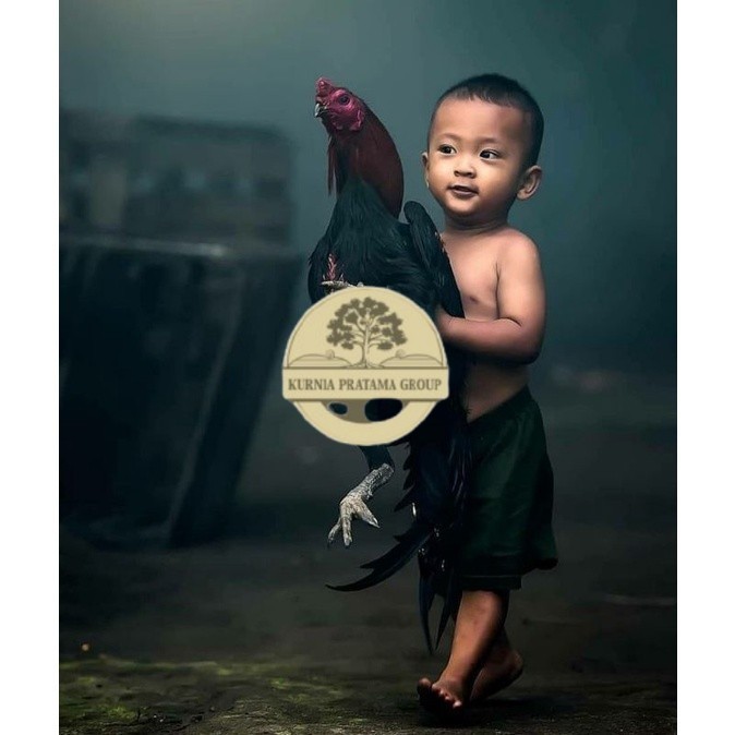 

5 BIJI TELUR RAJA SAIGON PROMOO KERAS.MURAHH KURNIA PRATAMA GROUP