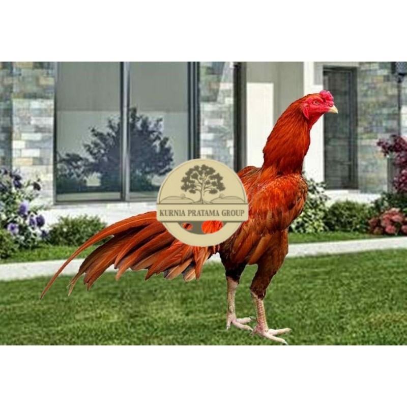 

TELUR AYAM BANGKOK WANGKAS JUMBO UNTUK DI TETASKAN KURNIA PRATAMA GROUP