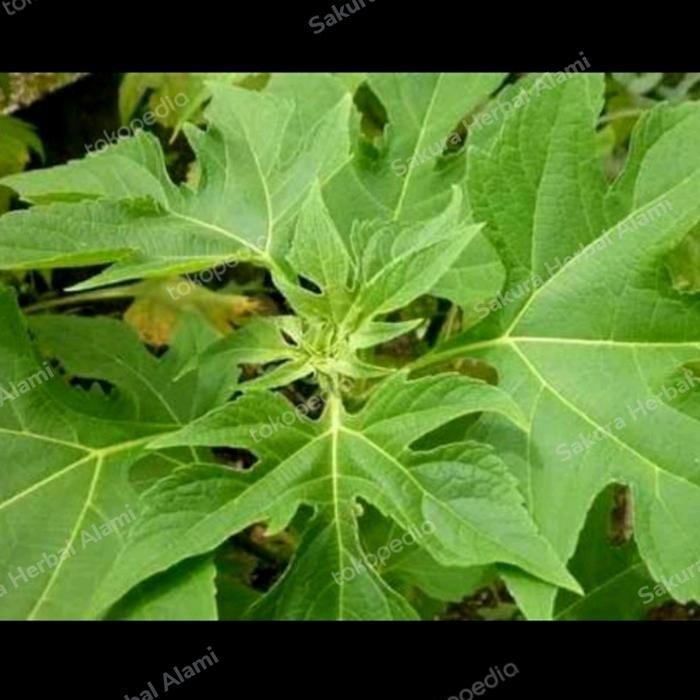 

DAUN INSULIN SEGAR 100GRAM ready