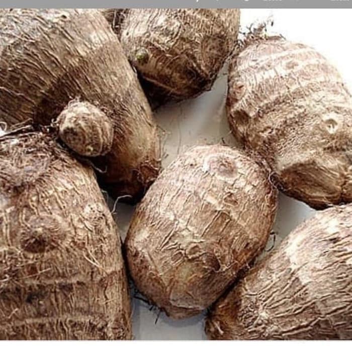 

Sahabatalam 1kg talas segar KC