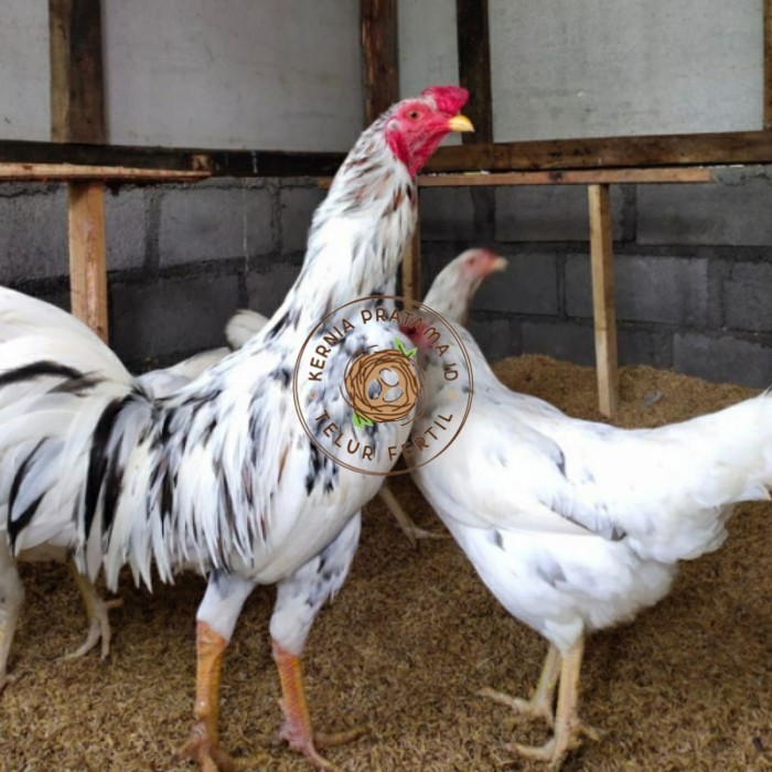 

Telur ayam fertil sensi petelur handal siap ditetaskan - ayam sensi KURNIA PRATAMA ID
