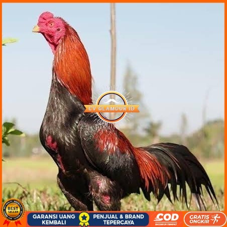 

Telur ayam bangkok super petarung aduan fertil siap ditetaskan CV GLAMOUR ID