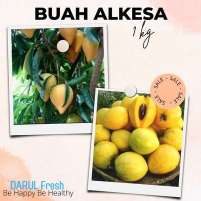 

buah alkesa sawo belanda atau buah campoleh 1 kg