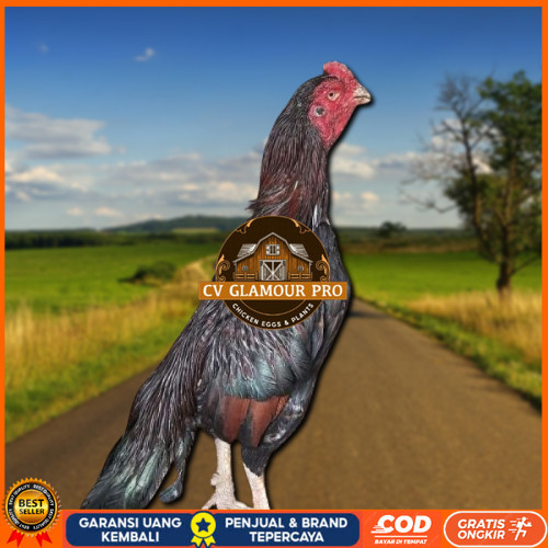 

telur ayam assel Parrot ori bisa untuk di tetaskan CV GLAMOUR PRO