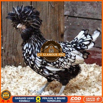 

telur ayam poland hias fertil asli siap ditetaskan - ayam polan CV GLAMOUR PRO