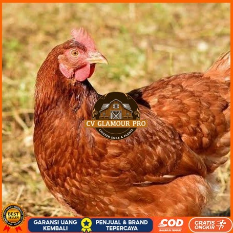 

Telur ayam rodhe island / telur ayam hias / telur fertil siap tetas CV GLAMOUR PRO