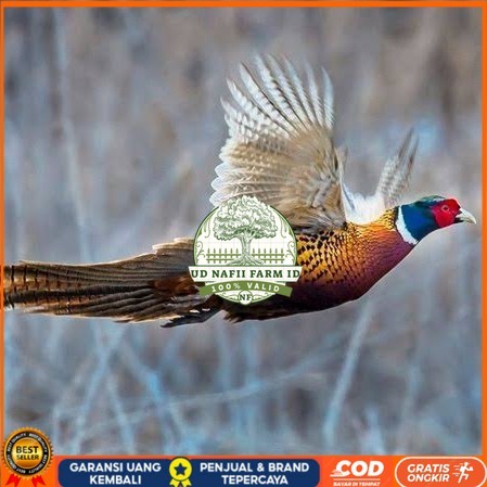 

Telur ayam ringneck pheasant green / telur ayam hias fertil siap cod UD NAFII FARM ID