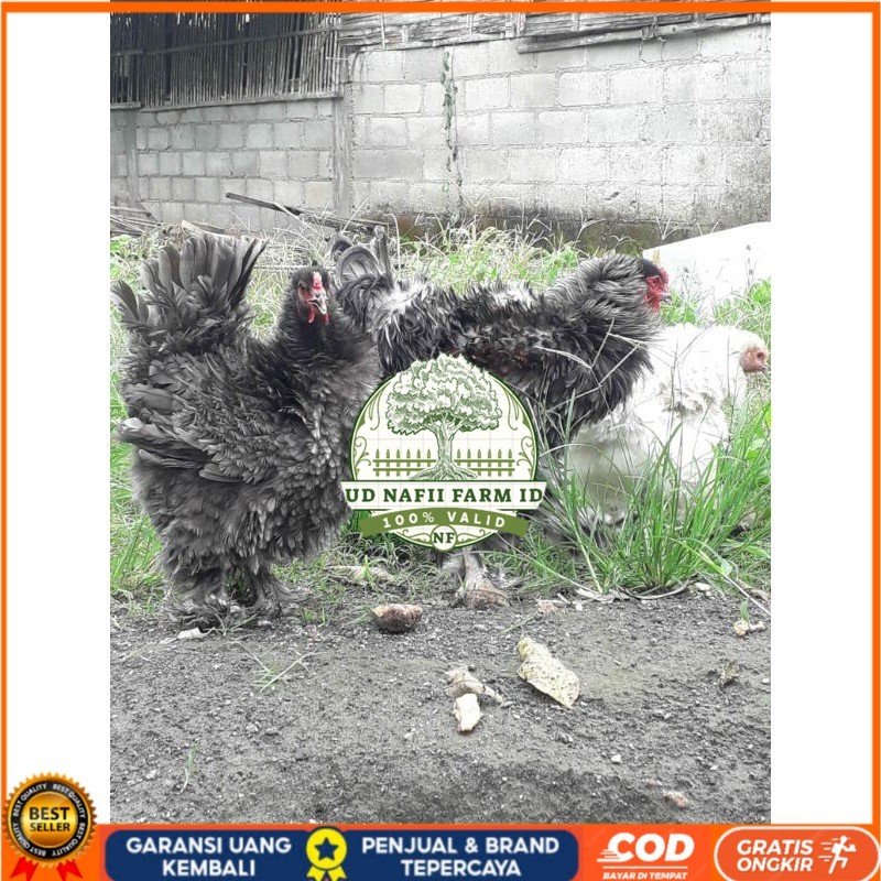 

TELUR AYAM HIAS BRAHMA BULU WALIK / AYAM BRAHMA FRIZEL UNTUK DI TETASKAN UD NAFII FARM ID