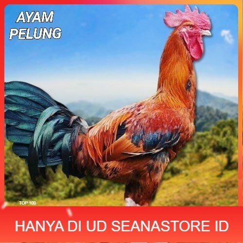 

telur ayam pelung jumbo super bisa untuk di tetaskan fertil UD SEANASTORE ID