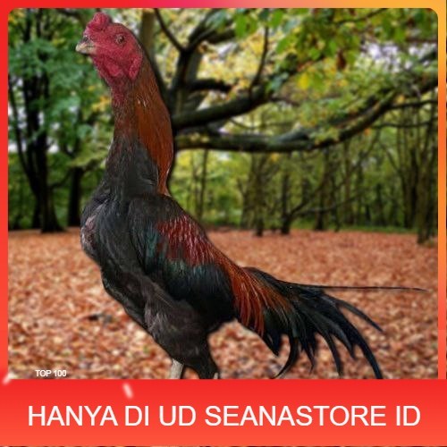 

Telur Ayam Pakhoy Jumbo Vertil Siap Di Tetaskan Jaminan Super Oiginal Bergaransi UD SEANASTORE ID