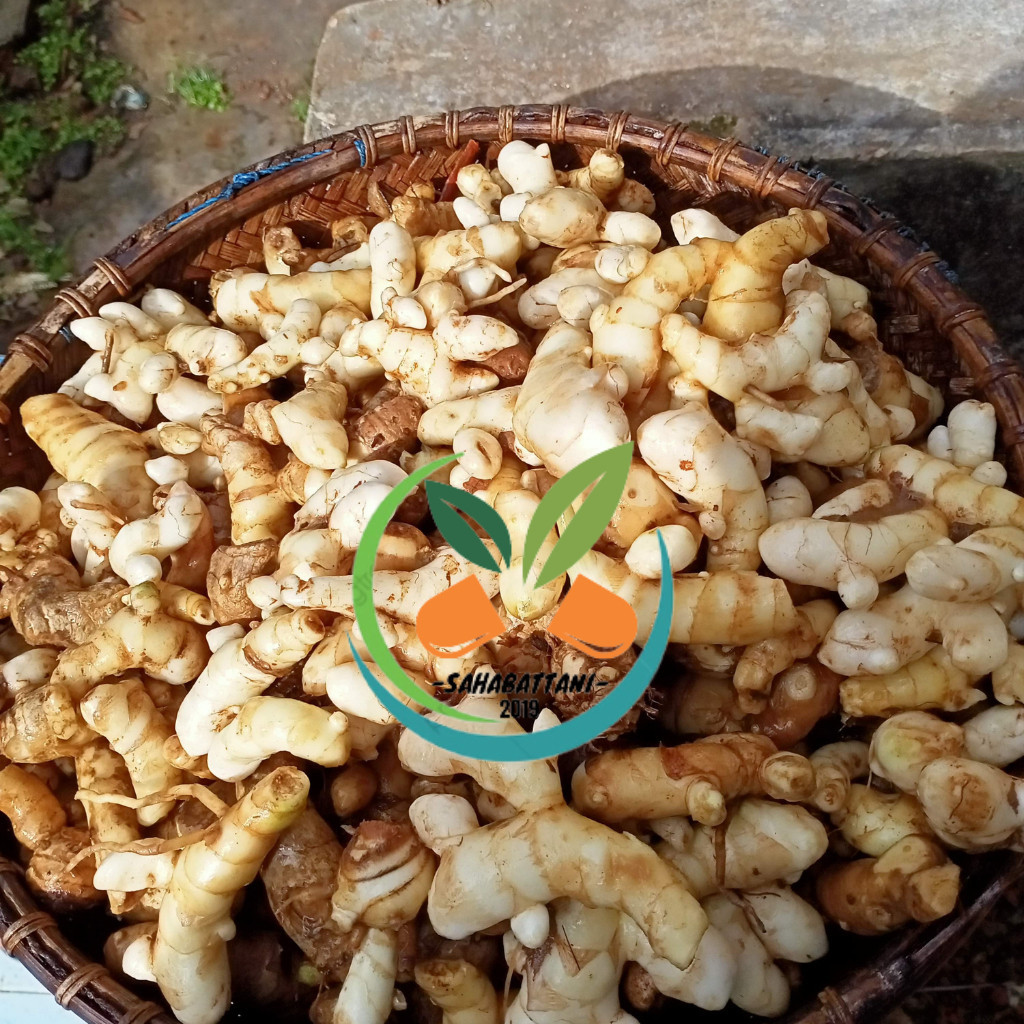 

AZ Kunyit Putih 1kg | Kunyit Putih Segar |Temu Putih segar | Obat Herbal | Obat | Obat Kanker|Kesehatan I Minuman Tradisional & Herbal