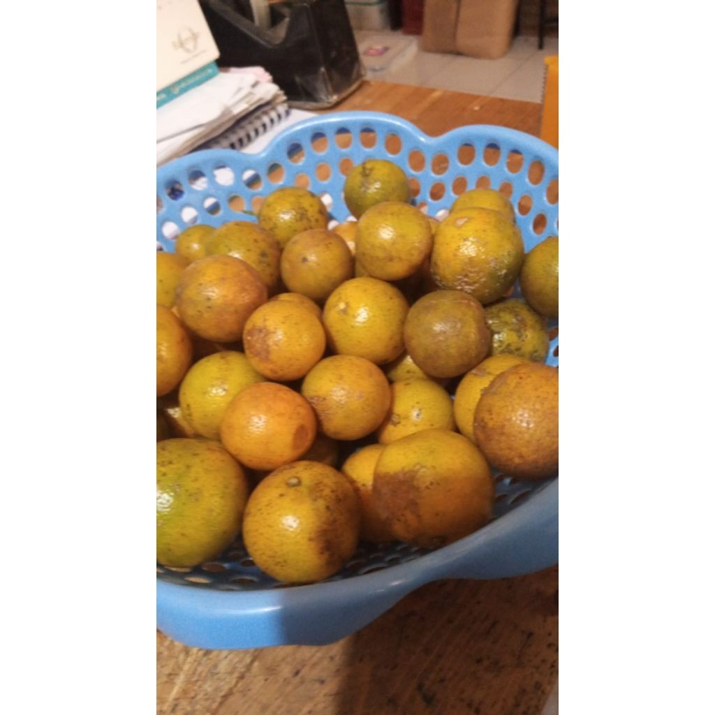 

Jeruk Kunci KUNING Mateng Pohon Segar 1 kg