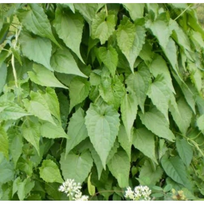 

Daun sembung rambat-saputuher segar 250gram