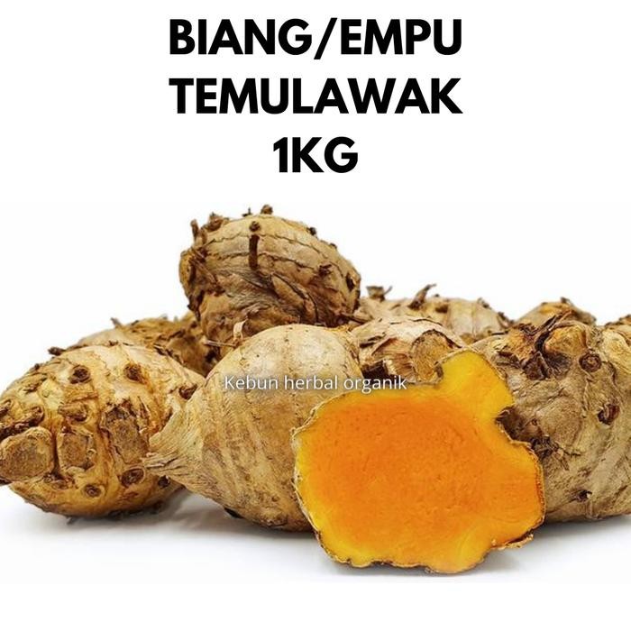 

Biang empu temulawak 1kg temu lawak segar herbal