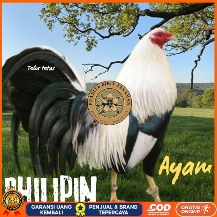 

telur ayam philipin asli AK47 bisa untuk di tetaskan super PRADITA BIBIT TANAMAN