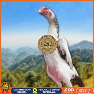 

telur tetas ayam shamo aduan vertil super garansi PRADITA BIBIT TANAMAN